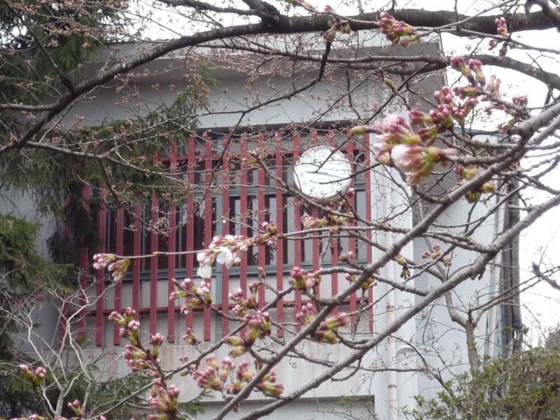 桜の開花