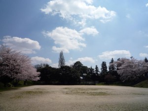 桜の変貌A0408