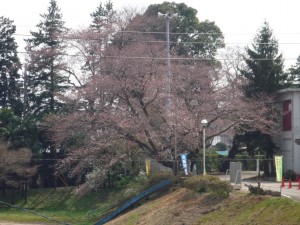 桜の変貌B0401