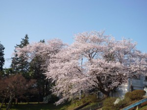 桜の変貌B0408