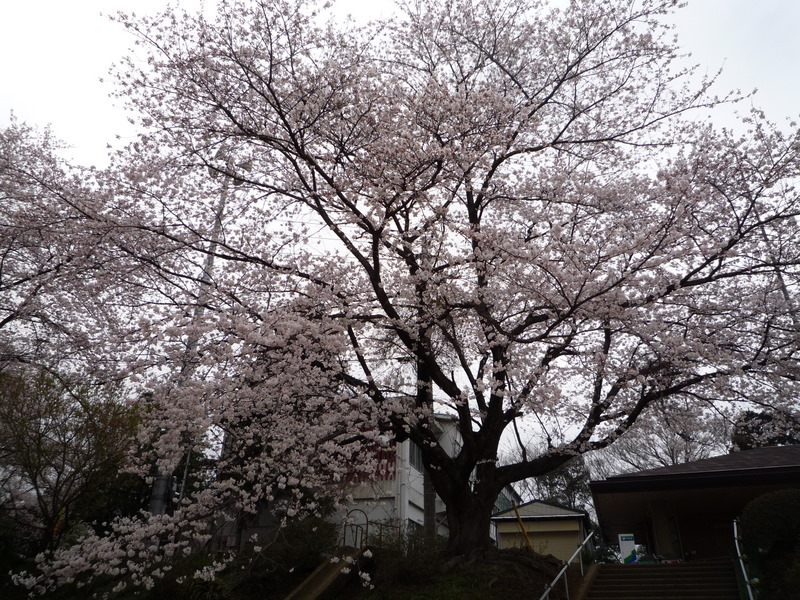 桜満開０４０４