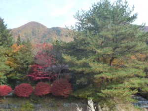 02木の葉化石園