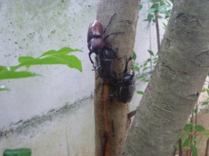 尾谷工務店 おかえり カブトムシ