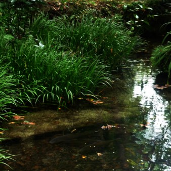 １：池　湧き水の池で魚がゆったりと過ごしている。